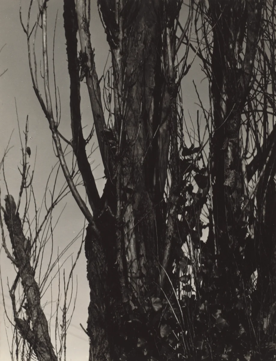 Poplar—Lake George by Alfred Stieglitz, photograph, 1936