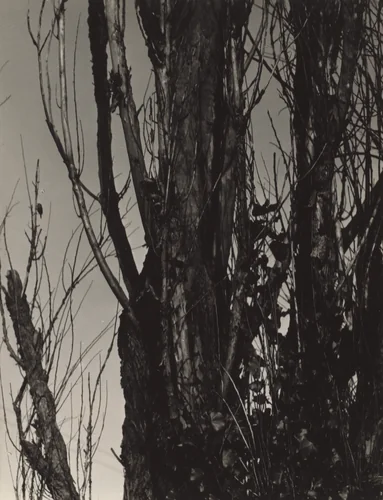 Poplar—Lake George by Alfred Stieglitz, photograph, 1936