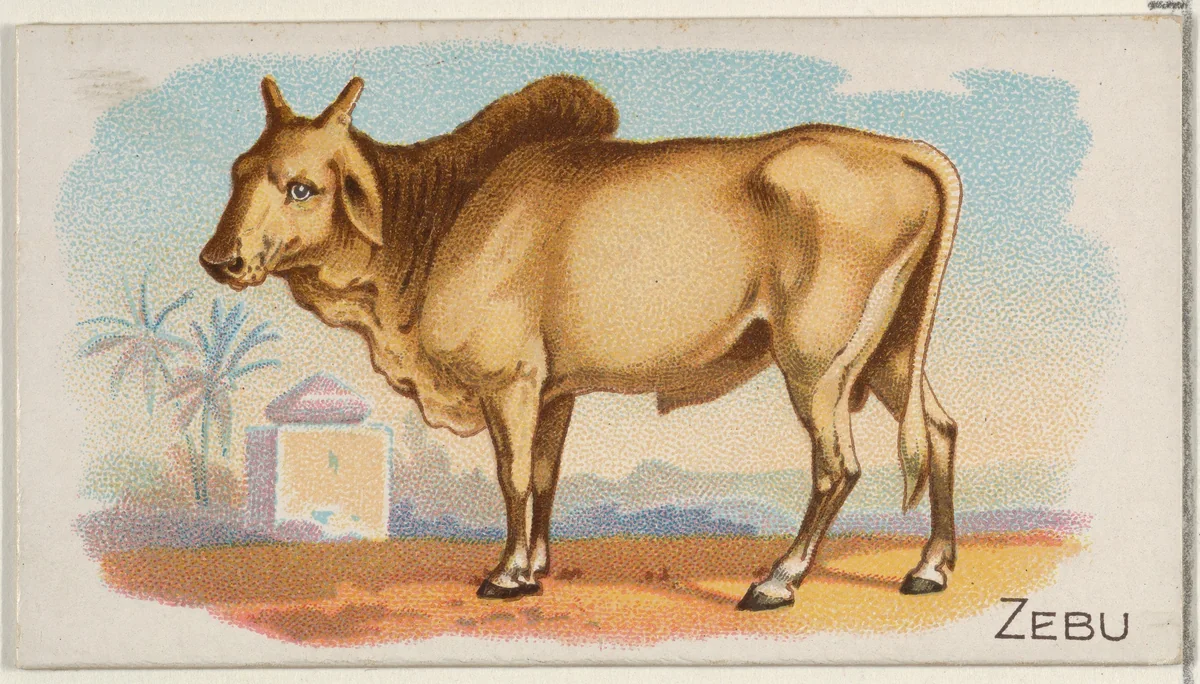 Zebu, from the Quadrupeds series (N21) for Allen & Ginter Cigarettes by Allen & Ginter, print, 1890