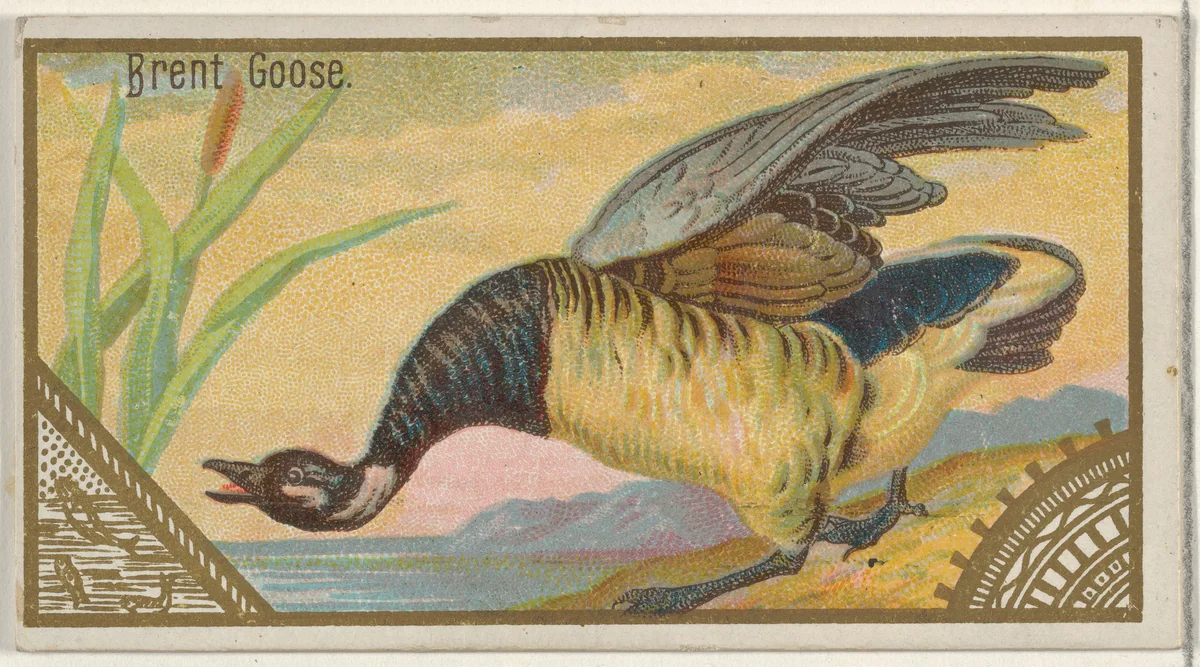 Brent Goose, from the Game Birds series (N13) for Allen & Ginter Cigarettes Brands by Allen & Ginter, print, 1889