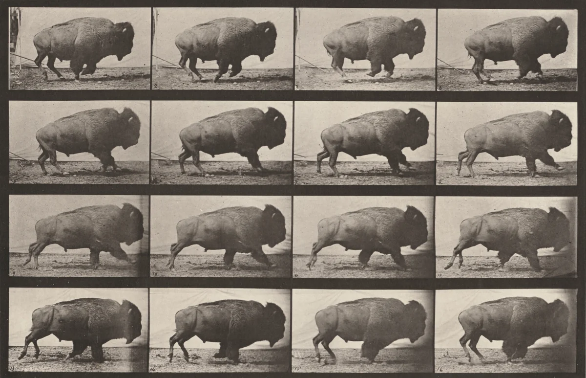 Plate Number 700. Buffalo galloping by Eadweard Muybridge, photograph, 1887