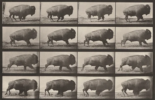 Plate Number 700. Buffalo galloping by Eadweard Muybridge, photograph, 1887