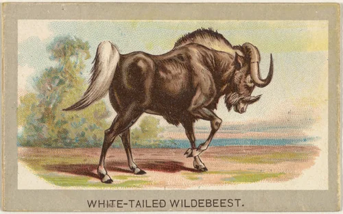 White-Tailed Wildebeest, from the Animals of the World series (T180), issued by Abdul Cigarettes by Abdul Cigarettes, print, 1881
