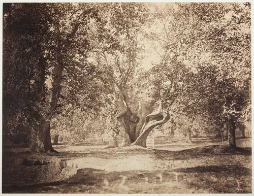 Tree, Forest of Fontainebleau by Gustave Le Gray, photograph, 1851-1861