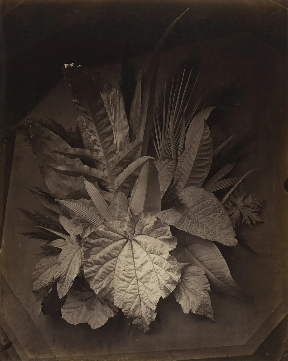 Leaf Arrangement with Foreshortening by Charles Aubry, photograph, 1864