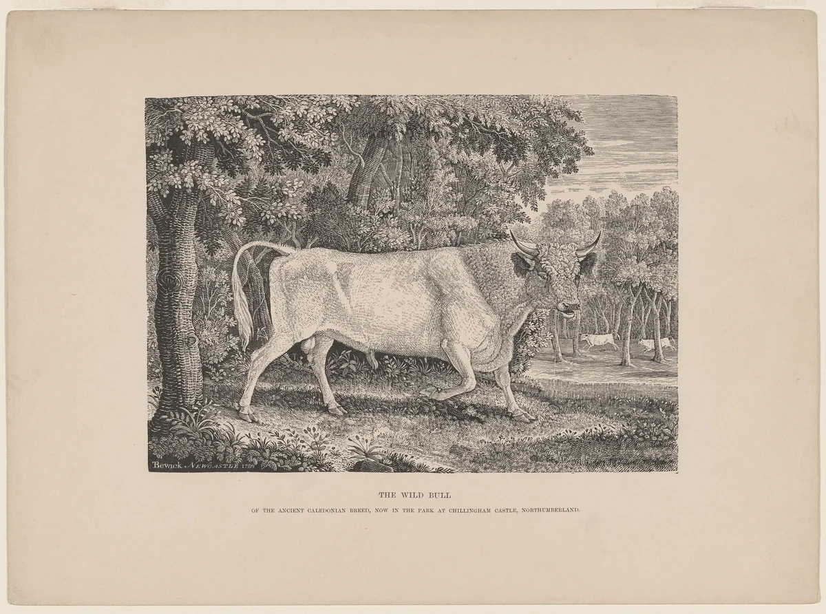 The Wild Bull of Chillingham by Thomas Bewick, print, 1789