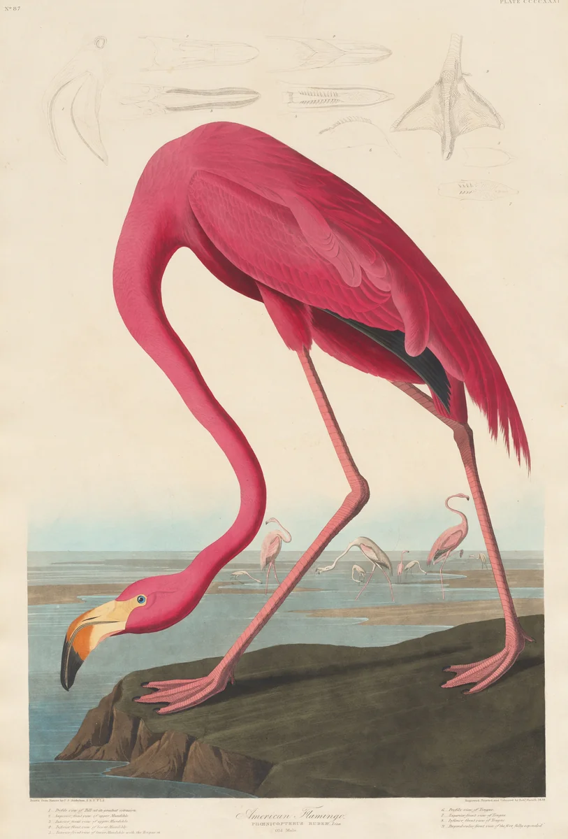 American Flamingo by Robert Havell, Jr.; John James Audubon, print, 1838