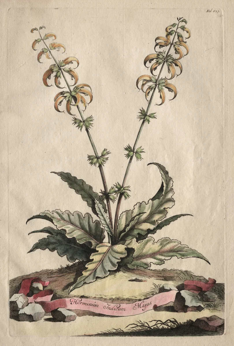 Phytographia Curiosa: Horminum Indicum Majus by Abraham Munting, print, 1651-1683
