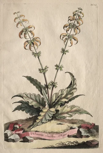Phytographia Curiosa: Horminum Indicum Majus by Abraham Munting, print, 1651-1683