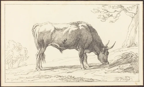 A Young Bull Grazing by Hendrik Voogd, drawing, 1768-1839