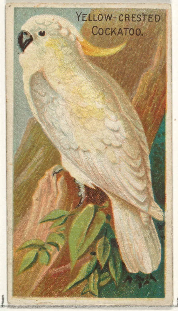 Yellow-Crested Cockatoo, from the Birds of the Tropics series (N5) for Allen & Ginter Cigarettes Brands by Allen & Ginter, print, 1889