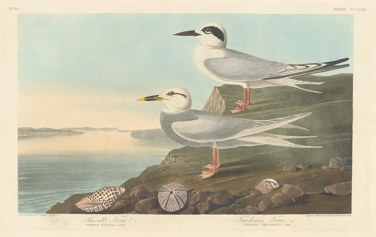 Havell's Tern and Trudeau's Tern by Robert Havell, Jr.; John James Audubon, print, 1838