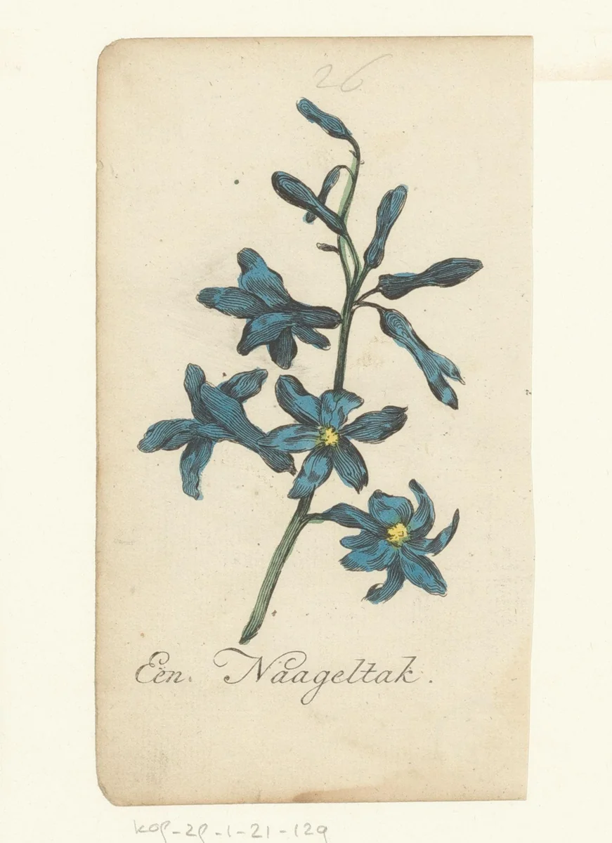 Mannetjesorchis by anonymous, print, 1821-1829