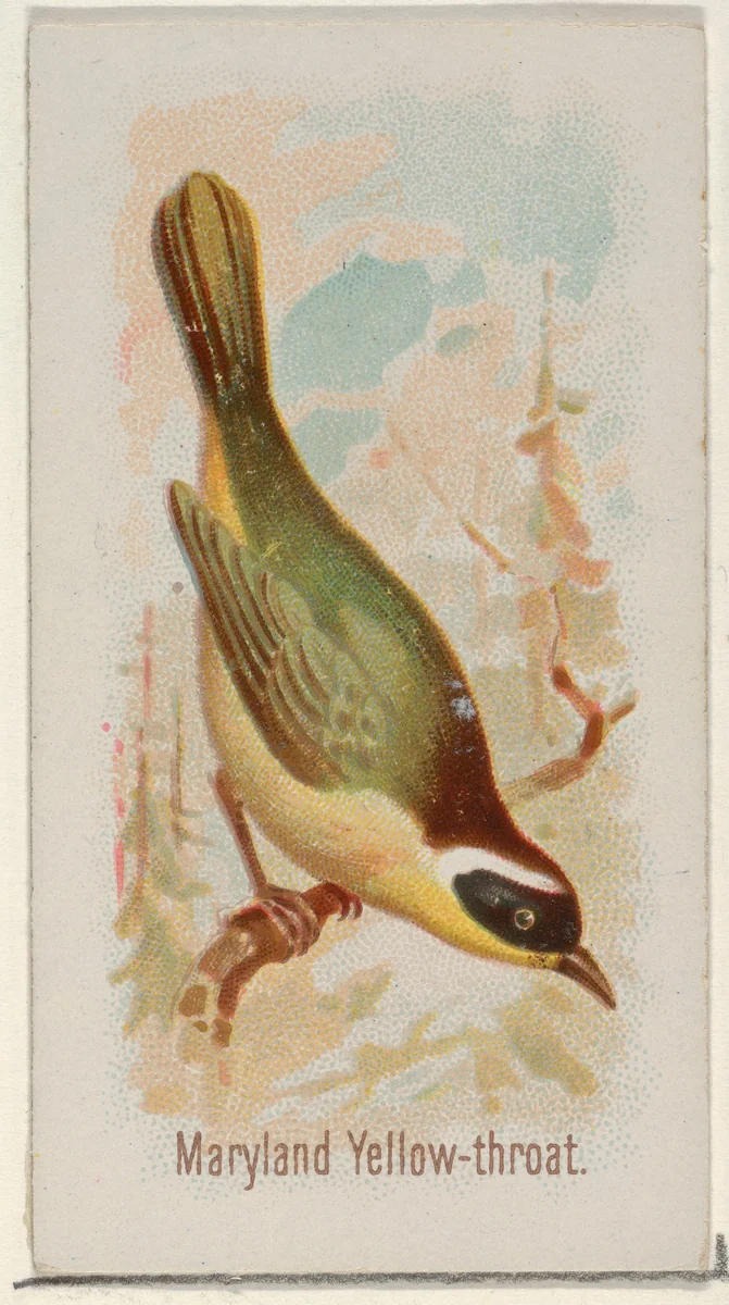 Maryland Yellow-throat, from the Song Birds of the World series (N23) for Allen & Ginter Cigarettes by Allen & Ginter, print, 1890