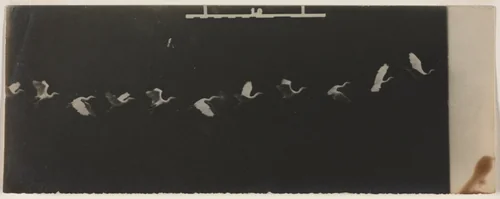 Chronophotograph of a Flying Heron by Étienne-Jules Marey, photograph, 1878-1892