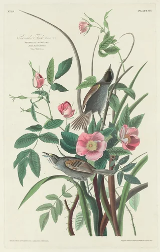 Sea-side Finch by Robert Havell, Jr.; John James Audubon, print, 1830