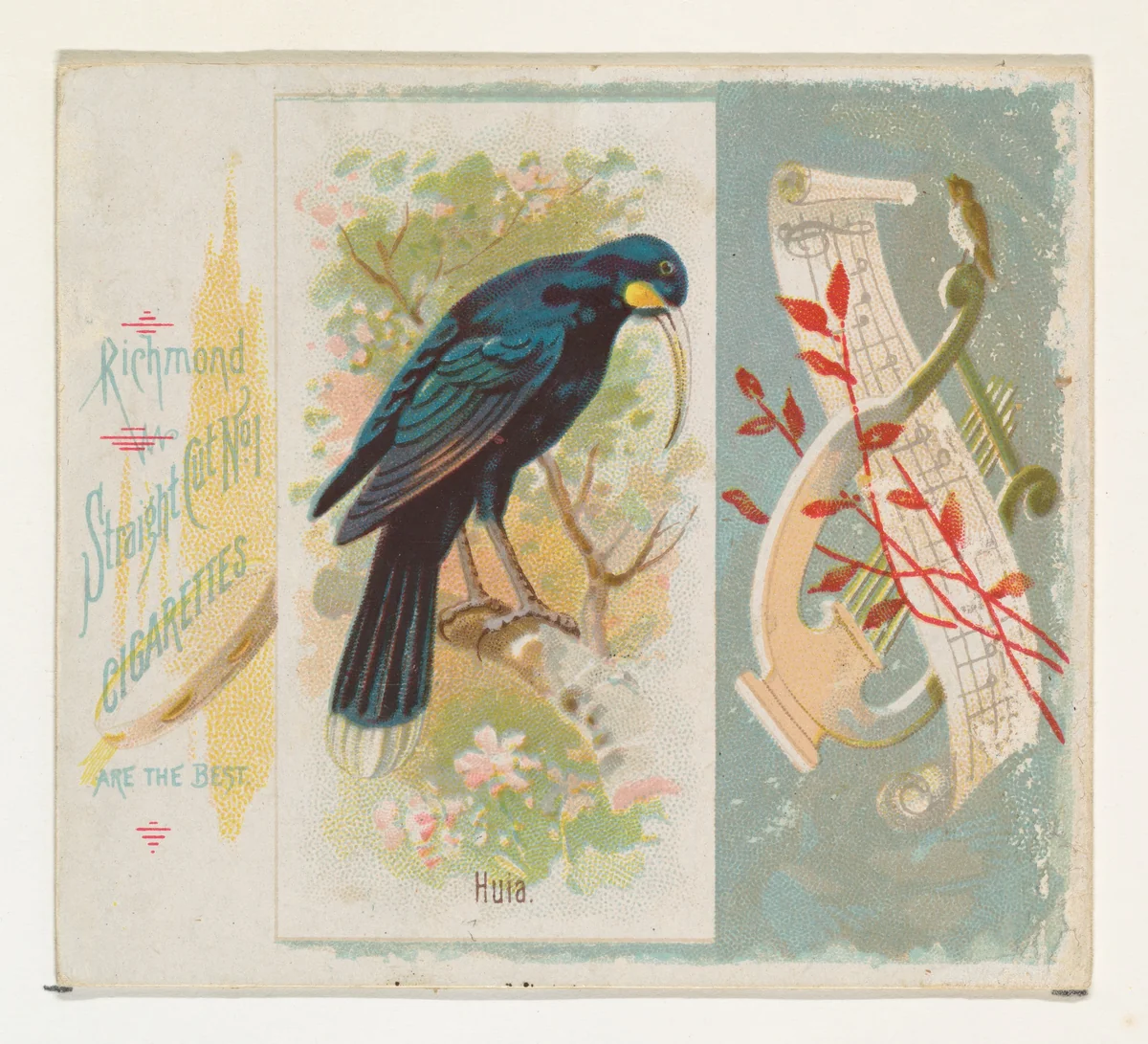 Huia, from the Song Birds of the World series (N42) for Allen & Ginter Cigarettes by Allen & Ginter, print, 1890