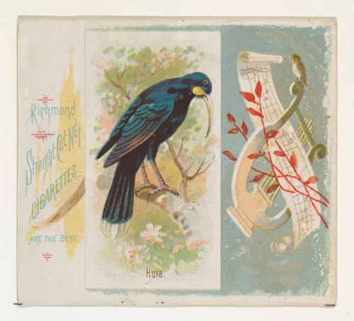 Huia, from the Song Birds of the World series (N42) for Allen & Ginter Cigarettes by Allen & Ginter, print, 1890