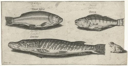 Snoek, baars, zeelt en een kikker by Pierre Firens, print, 1600-1638