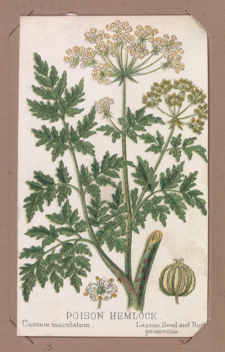 Poison Hemlock from the Plants series by Louis Prang & Co., print, 1862-1869