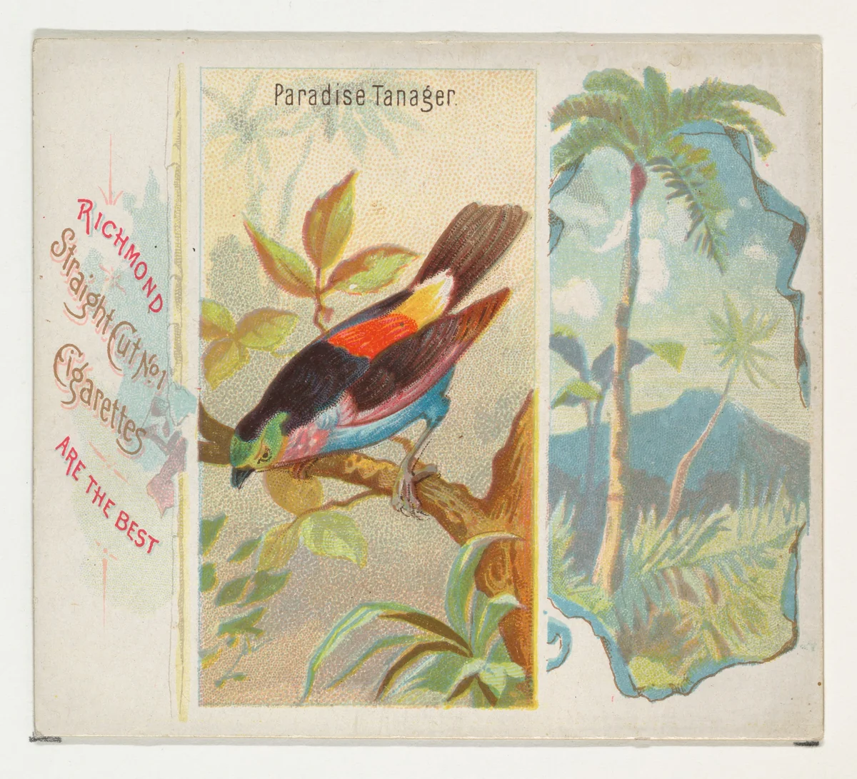 Paradise Tanager, from Birds of the Tropics series (N38) for Allen & Ginter Cigarettes by Allen & Ginter, print, 1889