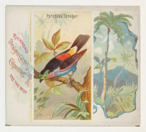 Paradise Tanager, from Birds of the Tropics series (N38) for Allen & Ginter Cigarettes by Allen & Ginter, print, 1889