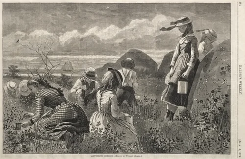 Gathering Berries by Winslow Homer, print, 1874