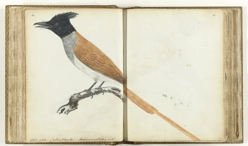 Paradise Flycatcher by Jan Brandes, drawing, 1785