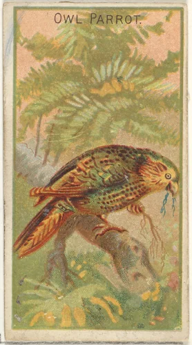 Owl Parrot, from the Birds of the Tropics series (N5) for Allen & Ginter Cigarettes Brands by Allen & Ginter, print, 1889