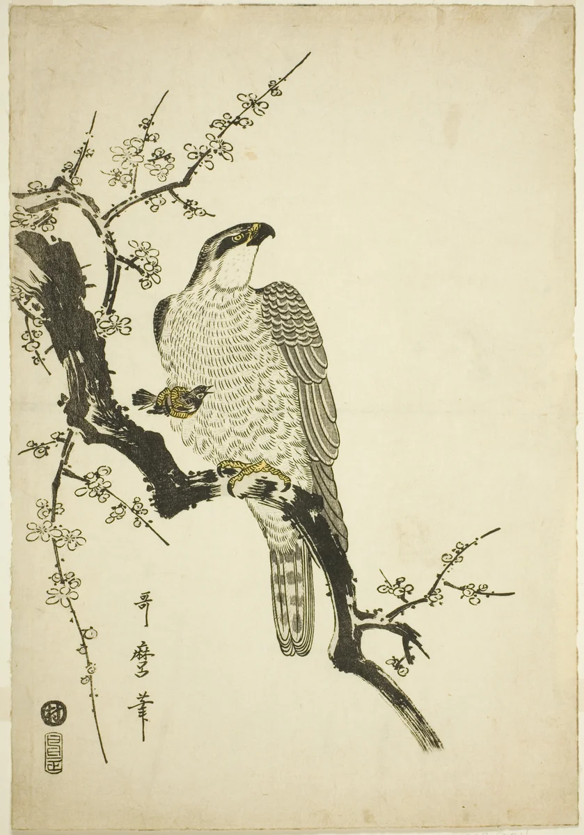 Hawk on a Plum Branch by Kitagawa Utamaro (喜多川歌麿), print, 1800