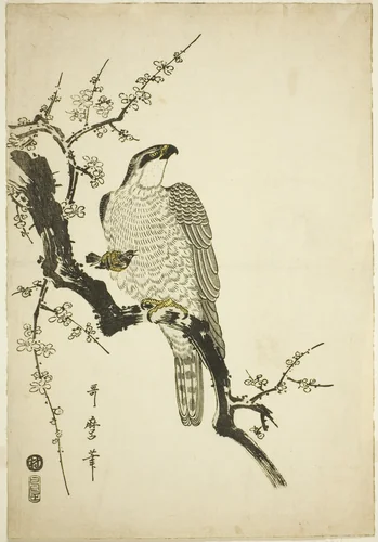 Hawk on a Plum Branch by Kitagawa Utamaro (喜多川歌麿), print, 1800