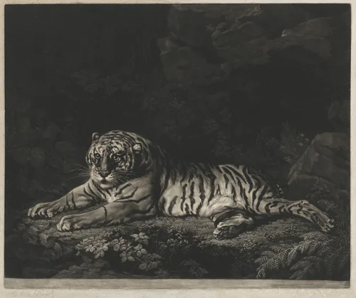 A Tigress by John Dixon; George Stubbs, print, 1772