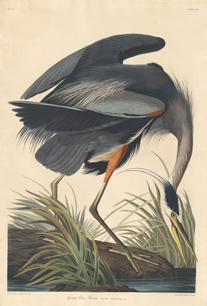 Great blue Heron by Robert Havell, Jr.; John James Audubon, print, 1834