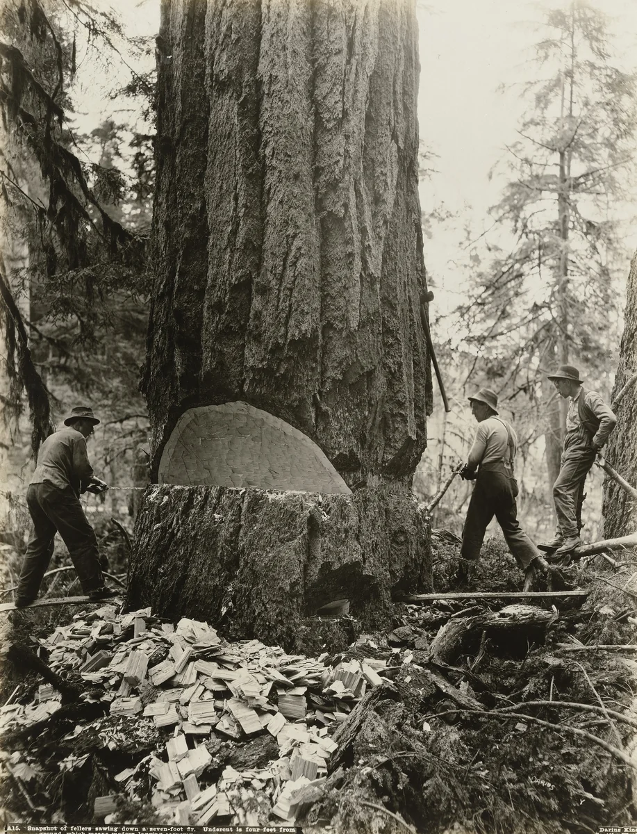Snapshot of fellers sawing down a seven-foot fir. Undercut is four feet from ground which means modern logging economy by Darius Kinsey, photograph, 1910