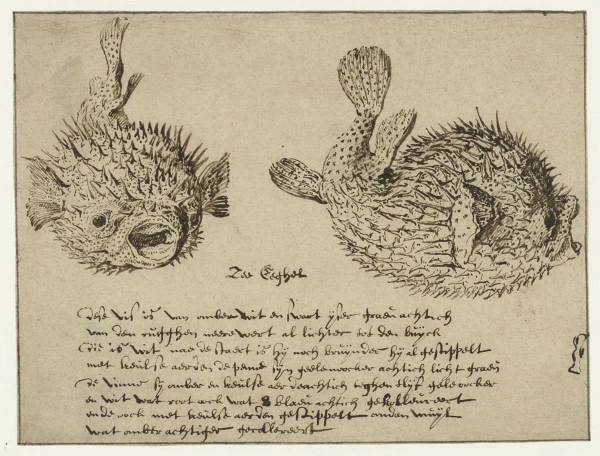 Sea Urchin by Jacques de Gheyn, drawing, 1575-1625