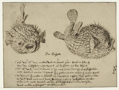 Sea Urchin by Jacques de Gheyn, drawing, 1575-1625