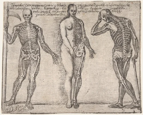 Studies of three skeleton, from the 'Principios para estudiar el Nobilísimo y Real arte de la Pintura' (Madrid 1693) by José García Hidalgo, print, 1688-1698