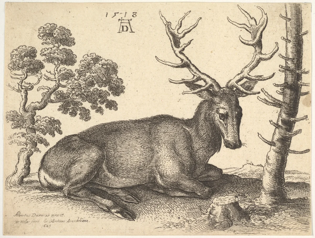 Stag lying to right by Wenceslaus Hollar, print, 1649