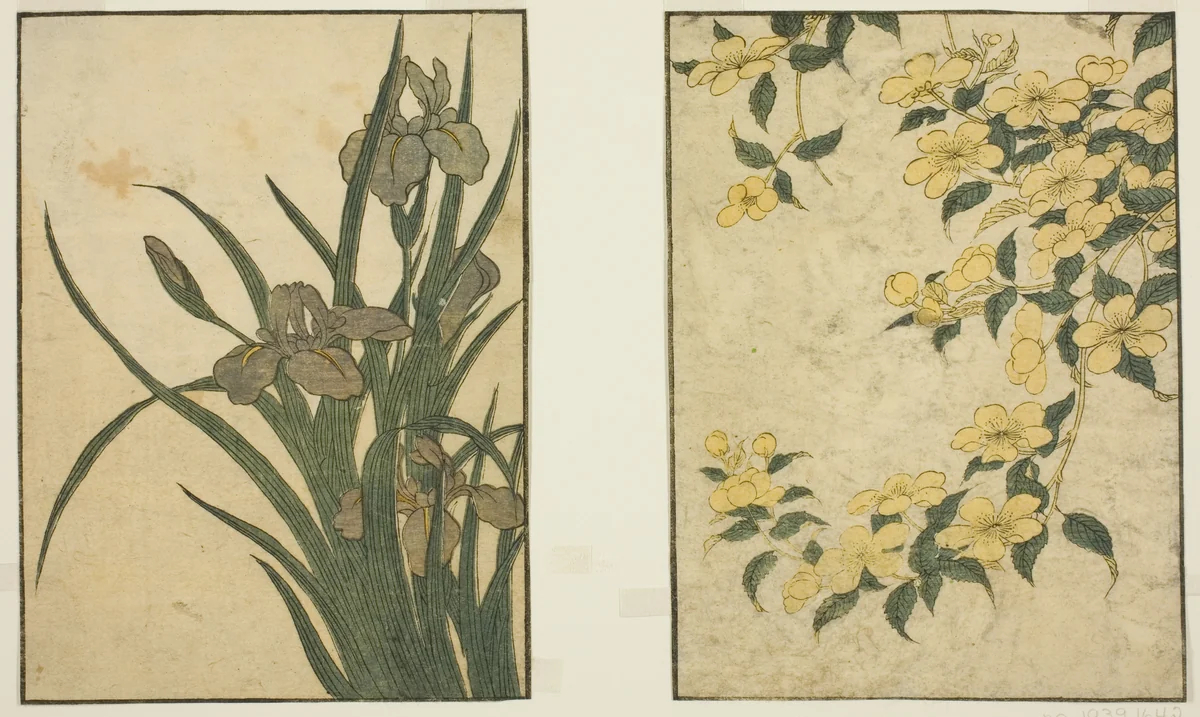 Kerria and Iris, from the illustrated book "Picture Book: Flowers of the Four Seasons (Ehon shiki no hana)," vol. 1 by Kitagawa Utamaro (喜多川歌麿), print, 1801