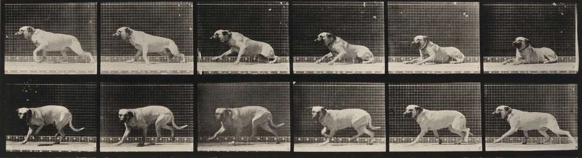 Plate Number 714. Dog; aroused by a torpedo; mastiff, Smith by Eadweard Muybridge, photograph, 1887