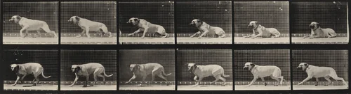 Plate Number 714. Dog; aroused by a torpedo; mastiff, Smith by Eadweard Muybridge, photograph, 1887