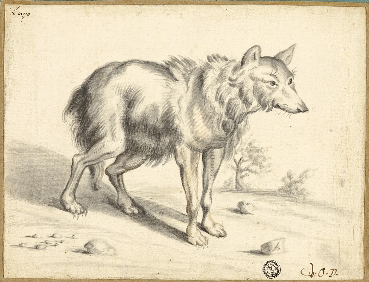 Wolf by Jan van Os, drawing, 1655