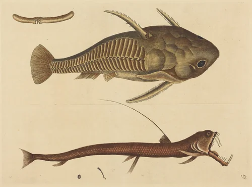 The Viper-mouth (Silurus cataphractus) by Mark Catesby, print, 1731-1743