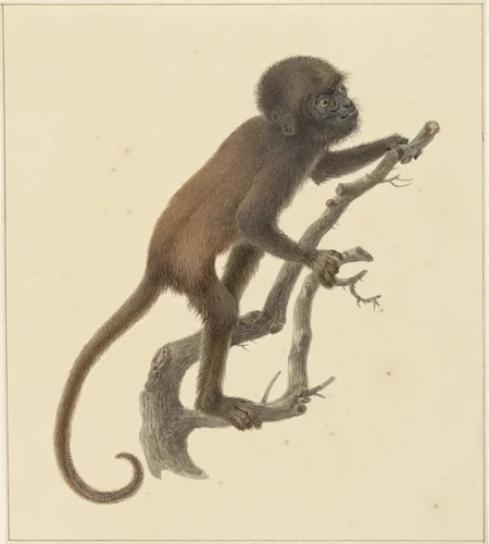 Aapje by Pieter Pietersz. Barbiers, drawing, 1759-1842