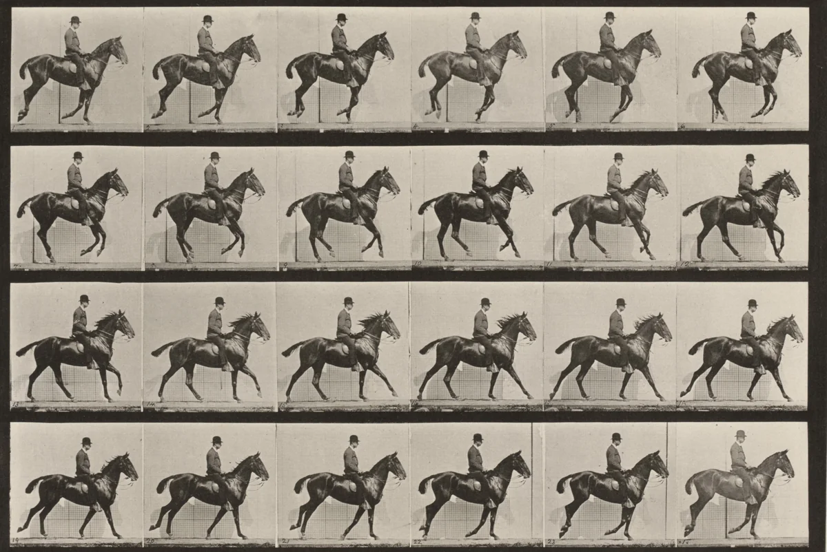Plate Number 616. "Daisy" cantering, saddled by Eadweard Muybridge, photograph, 1887