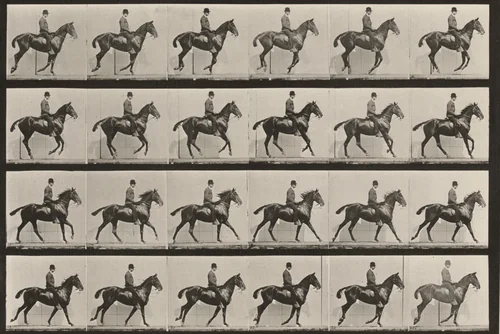 Plate Number 616. "Daisy" cantering, saddled by Eadweard Muybridge, photograph, 1887