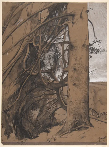 A Fir Tree in the Forest of the Landes, Aquitane by René-Ernest Huet, drawing, 1909