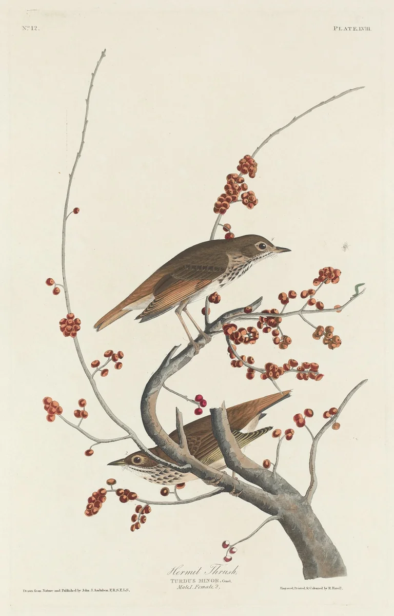 Hermit Thrush by Robert Havell, Jr.; John James Audubon, print, 1829