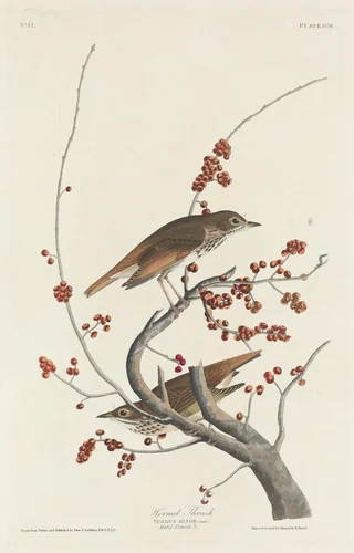 Hermit Thrush by Robert Havell, Jr.; John James Audubon, print, 1829