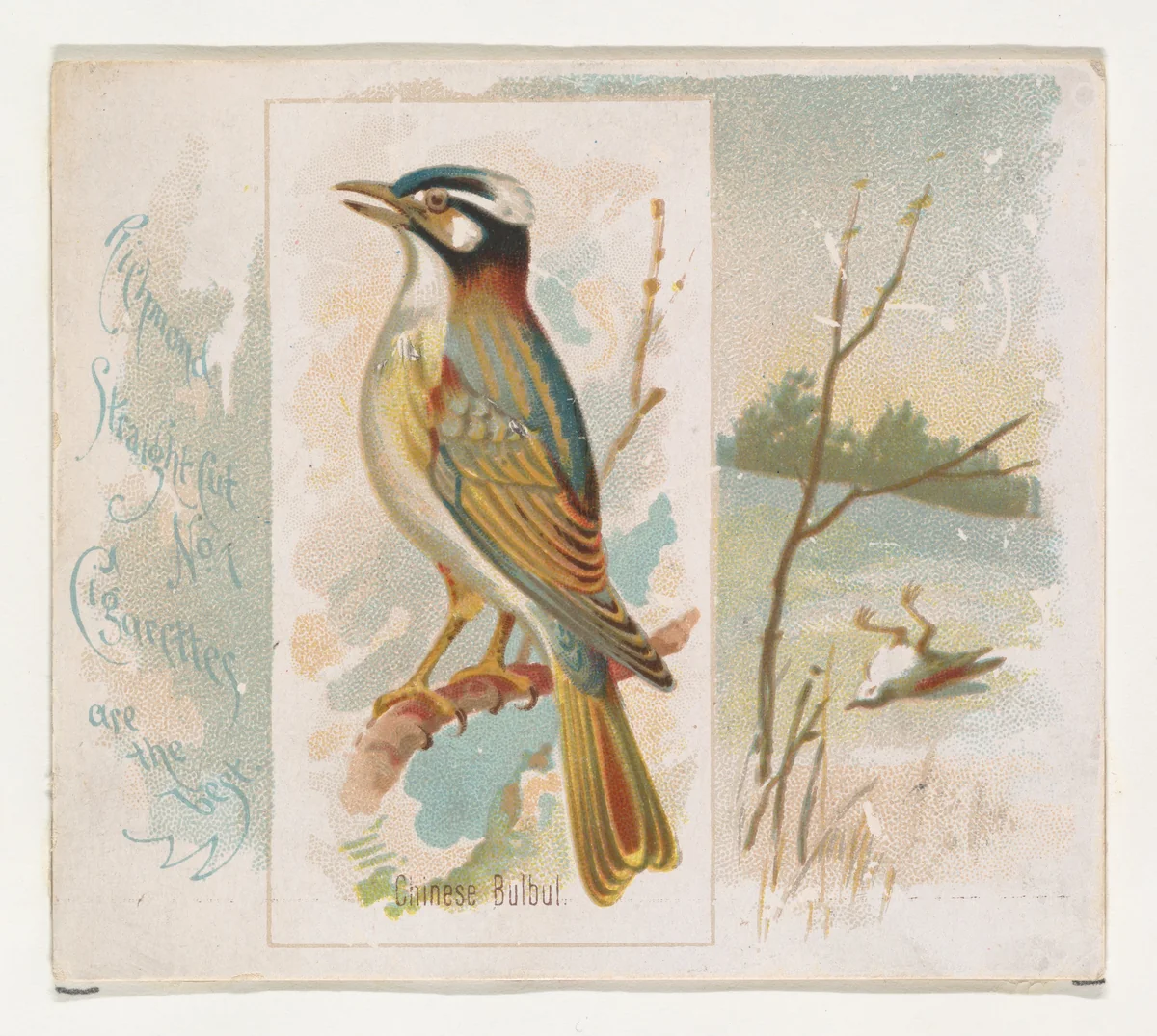 Chinese Bulbul, from the Song Birds of the World series (N42) for Allen & Ginter Cigarettes by Allen & Ginter, print, 1890